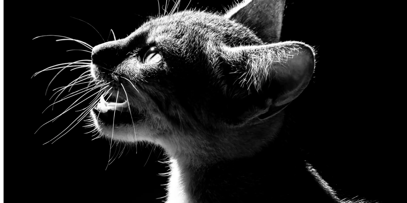 Votre Chat Miaule La Nuit