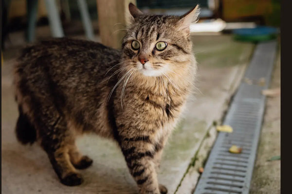 Lit-en-laine-maison-pour-chat