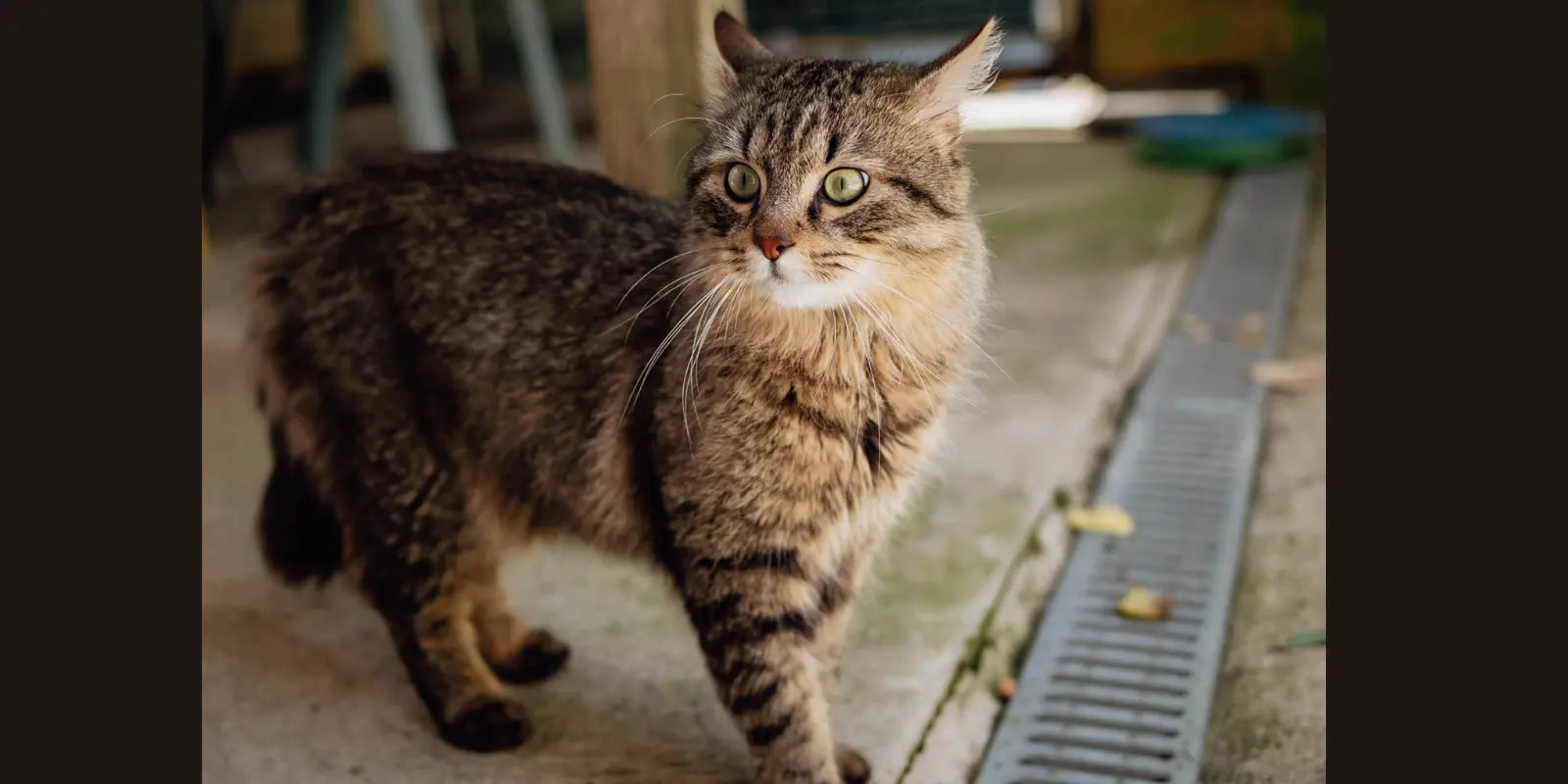 Lit-en-laine-maison-pour-chat