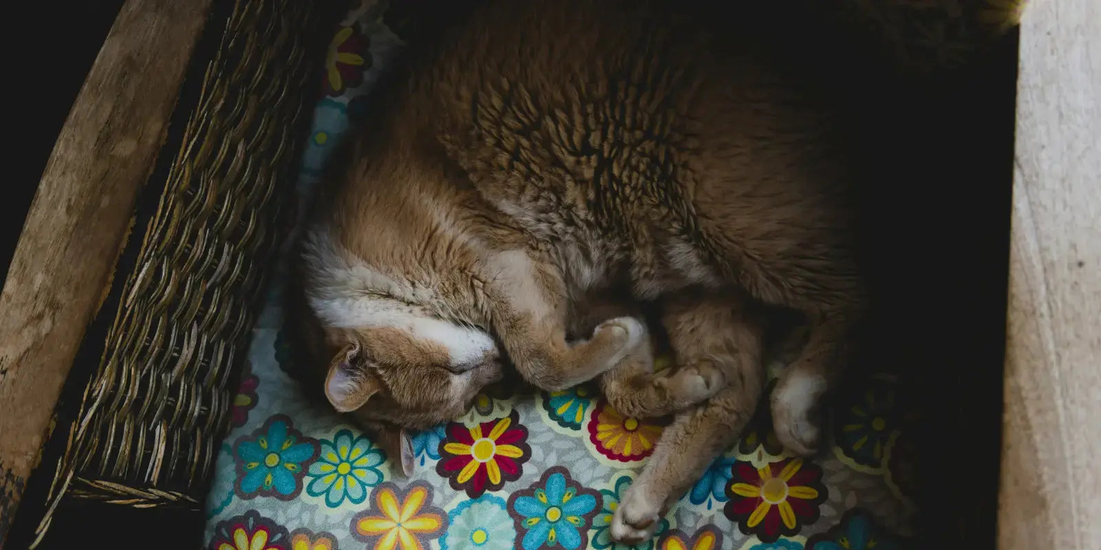 Mon-chat-a-froid-la-nuit-9-solutions-efficaces-pour-le-réchauffer MariGold