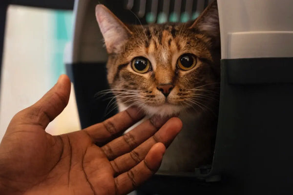Panier artisanal pour chat en laine de mouton naturelle, fait main et spécialement pensé pour un sommeil apaisé et douillet.