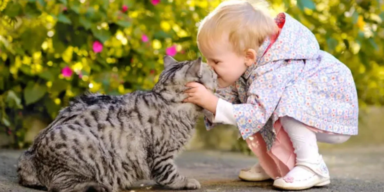 Abri pour Chat : Comment Votre Félin Améliore le Développement – MariGold