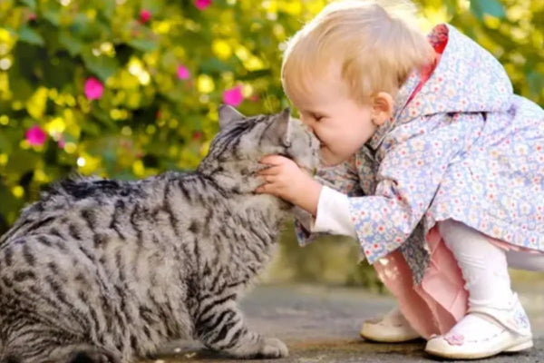 abris pour chat laine de mouton feutre