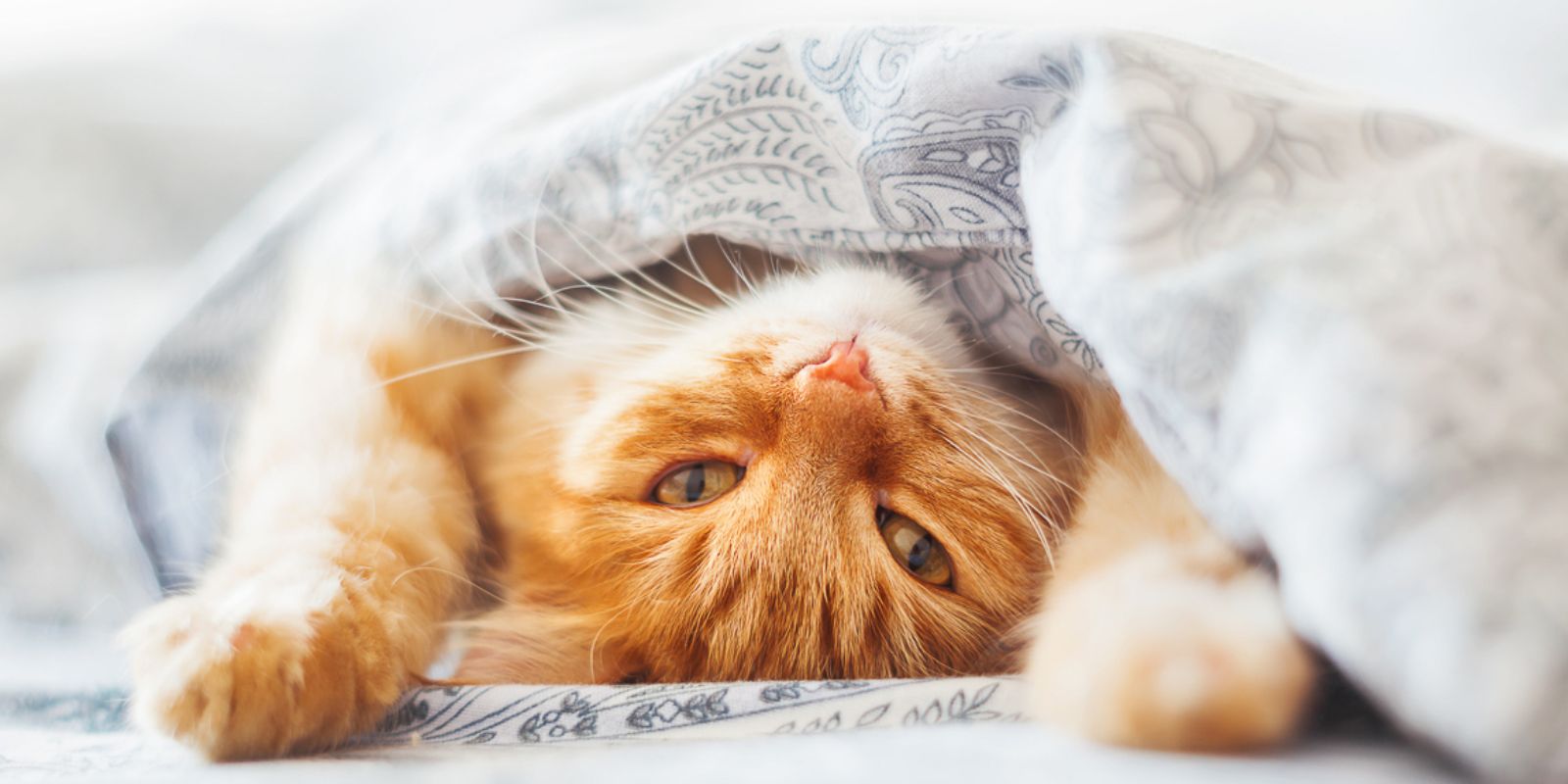 Chat roulé en boule dans une grotte en laine de mouton feutrée MariGold