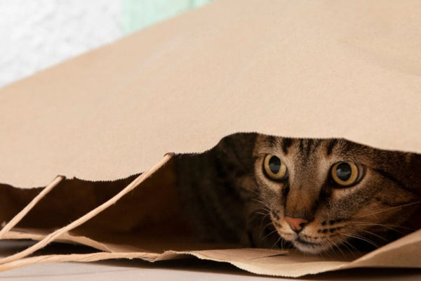 Chat réfugié dans une grotte en laine de mouton feutrée MariGold