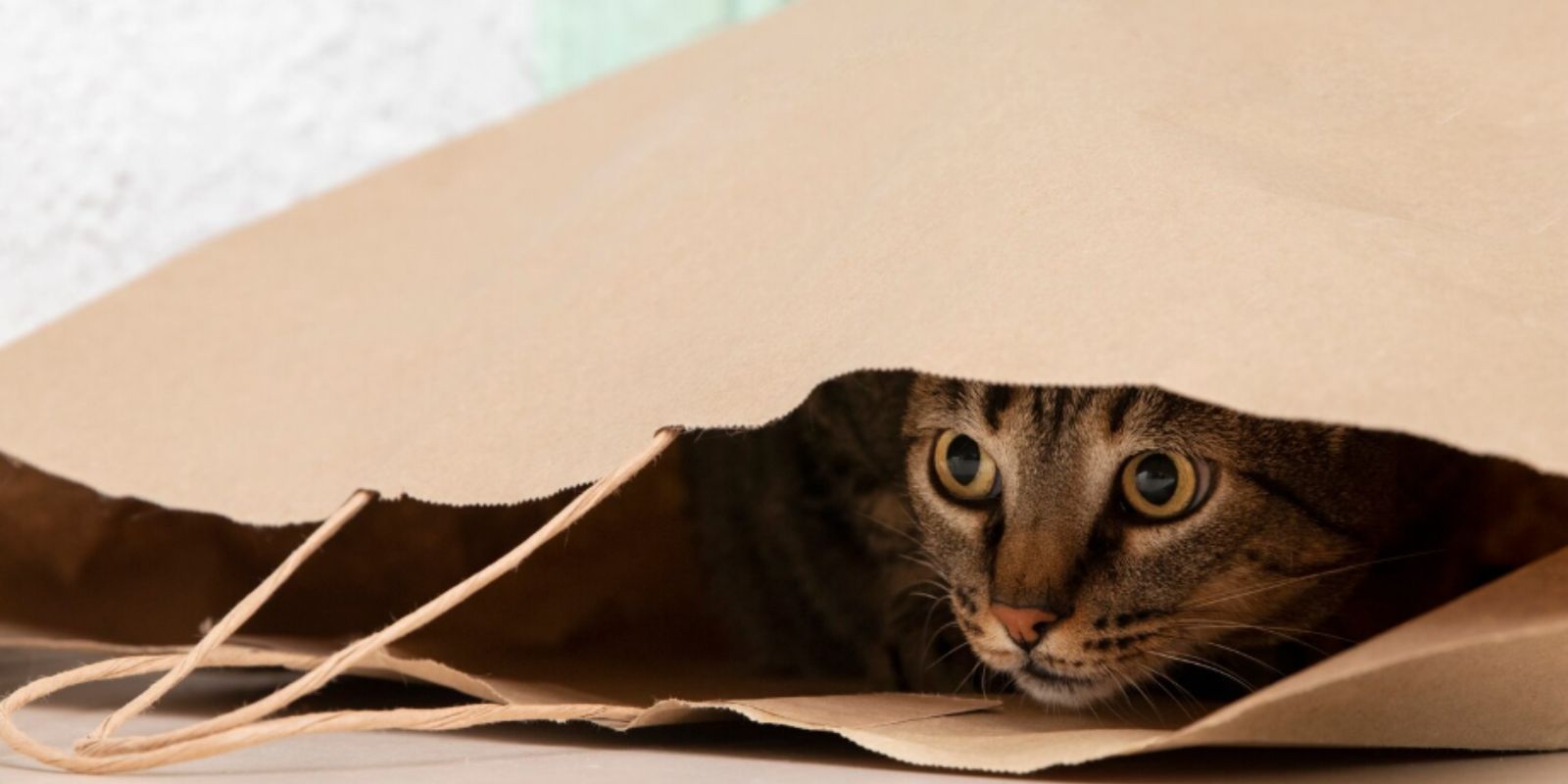 Chat réfugié dans une grotte en laine de mouton feutrée MariGold
