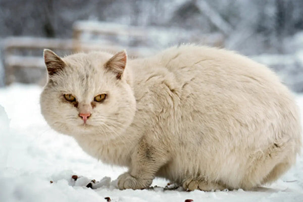 Protéger-les-Chats-Errants-en-Hiver-Guide-Complet-des-Abris-pour-Chat-Extérieurs MariGold