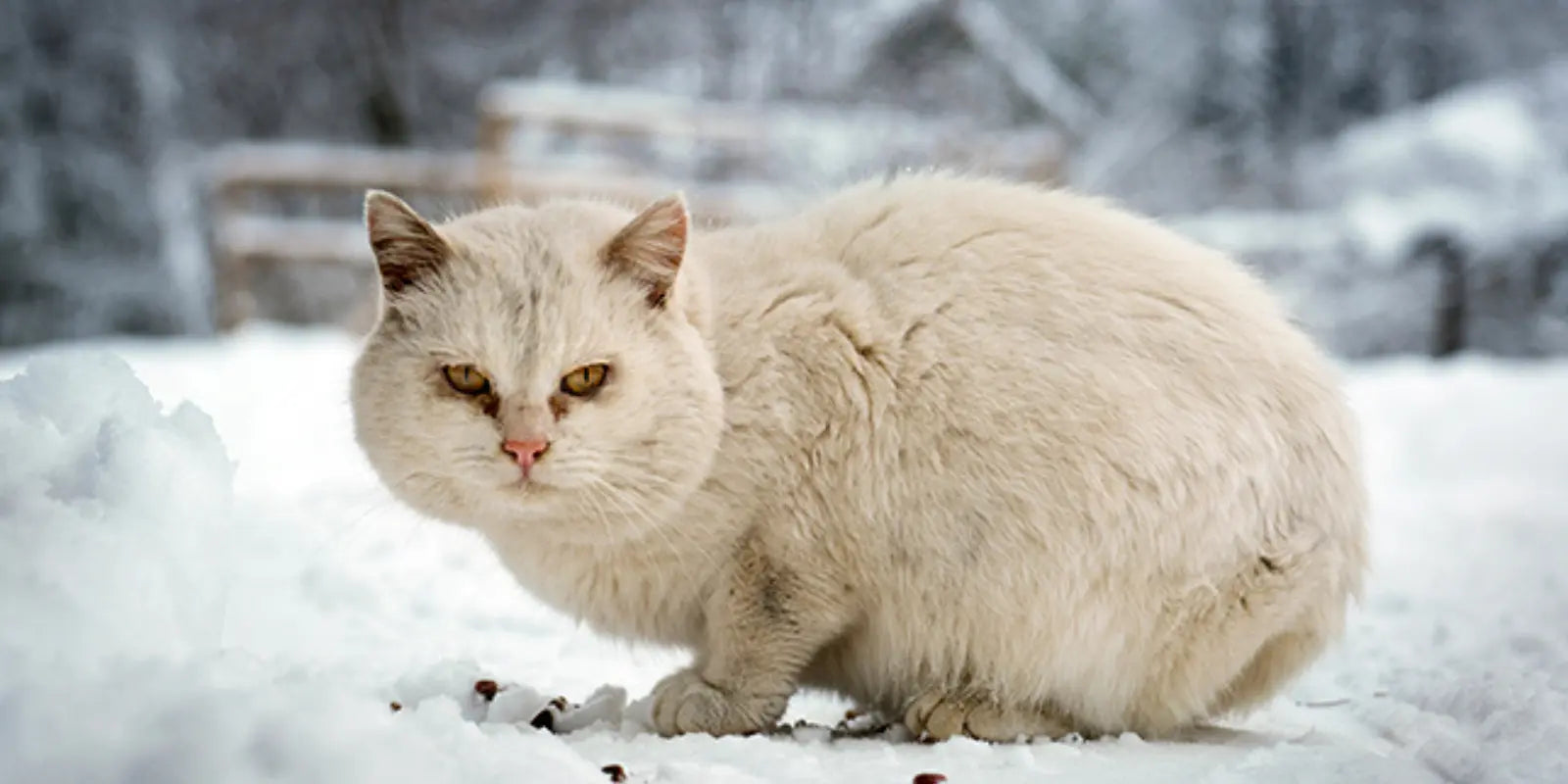 Protéger-les-Chats-Errants-en-Hiver-Guide-Complet-des-Abris-pour-Chat-Extérieurs MariGold