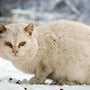 Protéger-les-Chats-Errants-en-Hiver-Guide-Complet-des-Abris-pour-Chat-Extérieurs MariGold