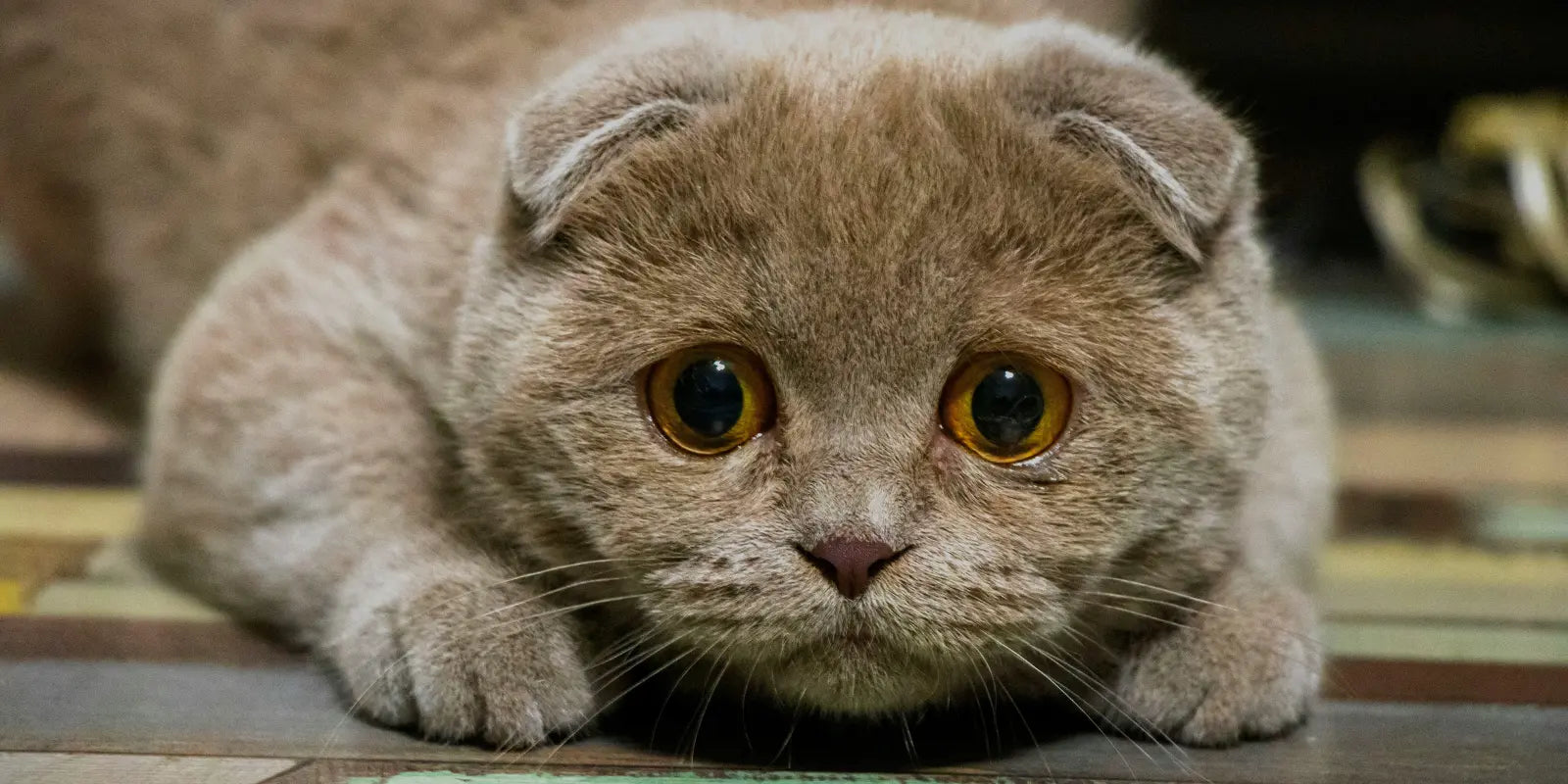 chat stressé, lit pour chat maison pour chat abris pour chat