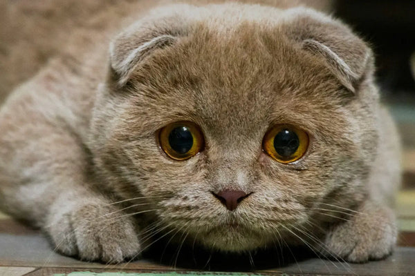 chat stressé, lit pour chat maison pour chat abris pour chat