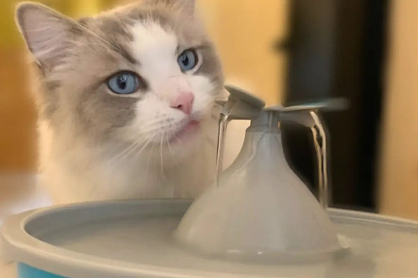 fontaine à eau pour chat design