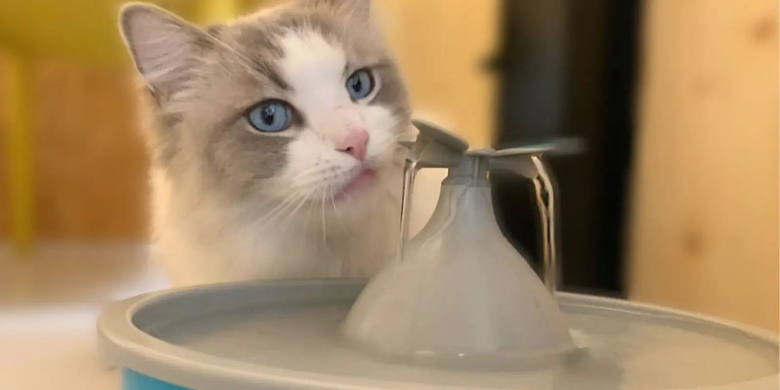 fontaine à eau pour chat design