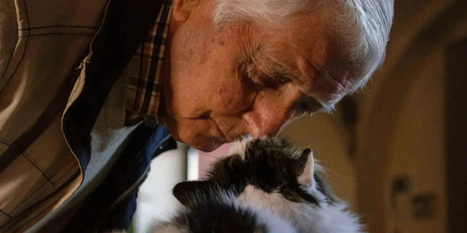 lit-pour-chat-abris-pour-chat-senior