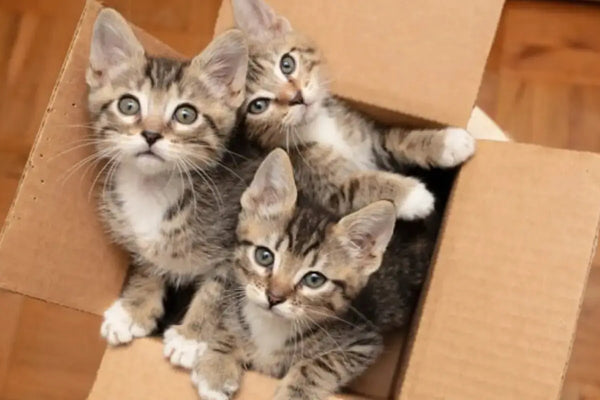 lit-pour-chat-mariGold-abris-pour-chat