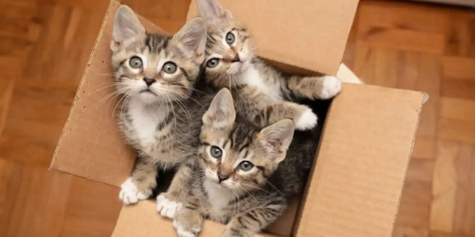 lit-pour-chat-mariGold-abris-pour-chat