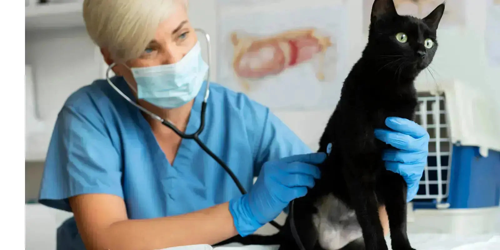 Arthrose-du-chat-symptômes-traitement-et-couchage-adapté MariGold