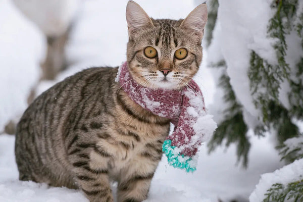 lit, maison ou tapis pour chat en laine en hiver