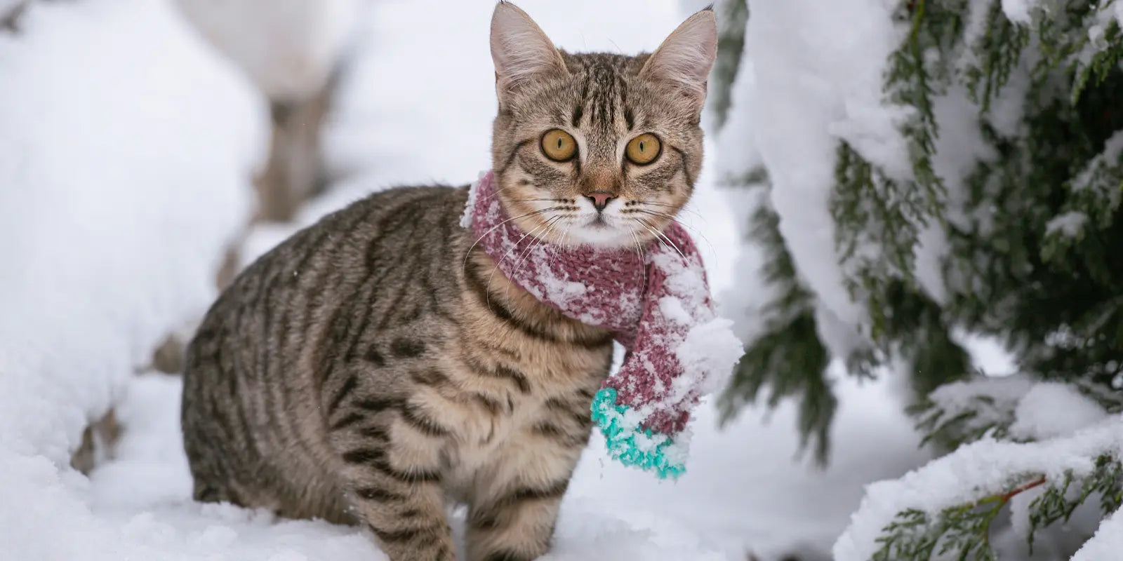 lit, maison ou tapis pour chat en laine en hiver
