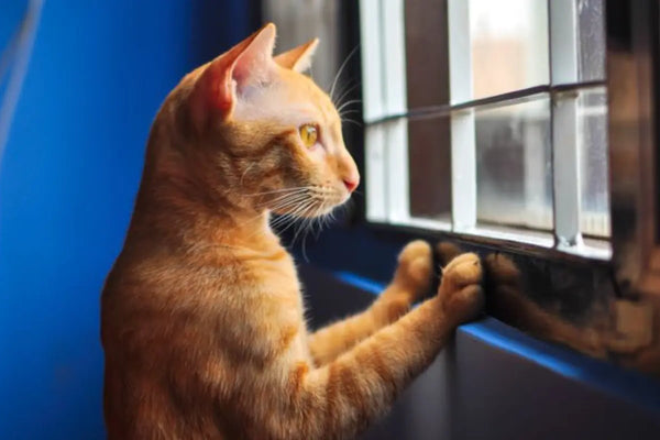 lit pour chat MariGold lit en laine pour chat