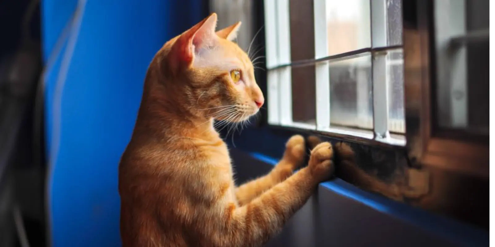 lit pour chat MariGold lit en laine pour chat