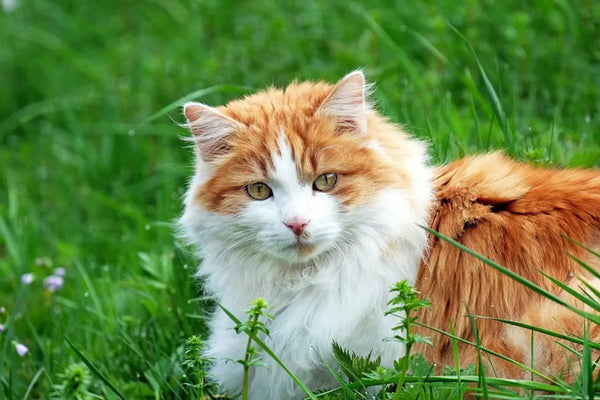 Accessoire-Chat-Écologique-Comment-Réduire-l-Empreinte-Carbone-de-Votre-Félin-de-78-Sans-Compromettre-Son-Confort MariGold