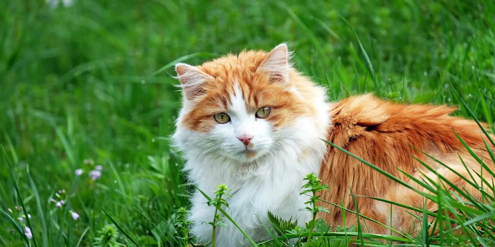 Accessoire-Chat-Écologique-Comment-Réduire-l-Empreinte-Carbone-de-Votre-Félin-de-78-Sans-Compromettre-Son-Confort MariGold