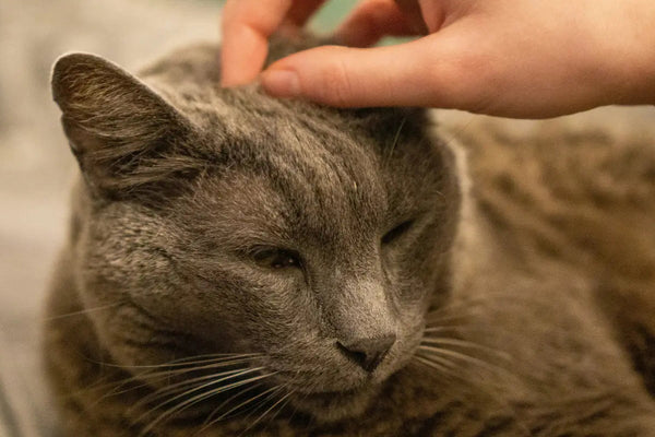 lit pour chat, coussin orthopédique pour chat sénior coussin en laine MariGold