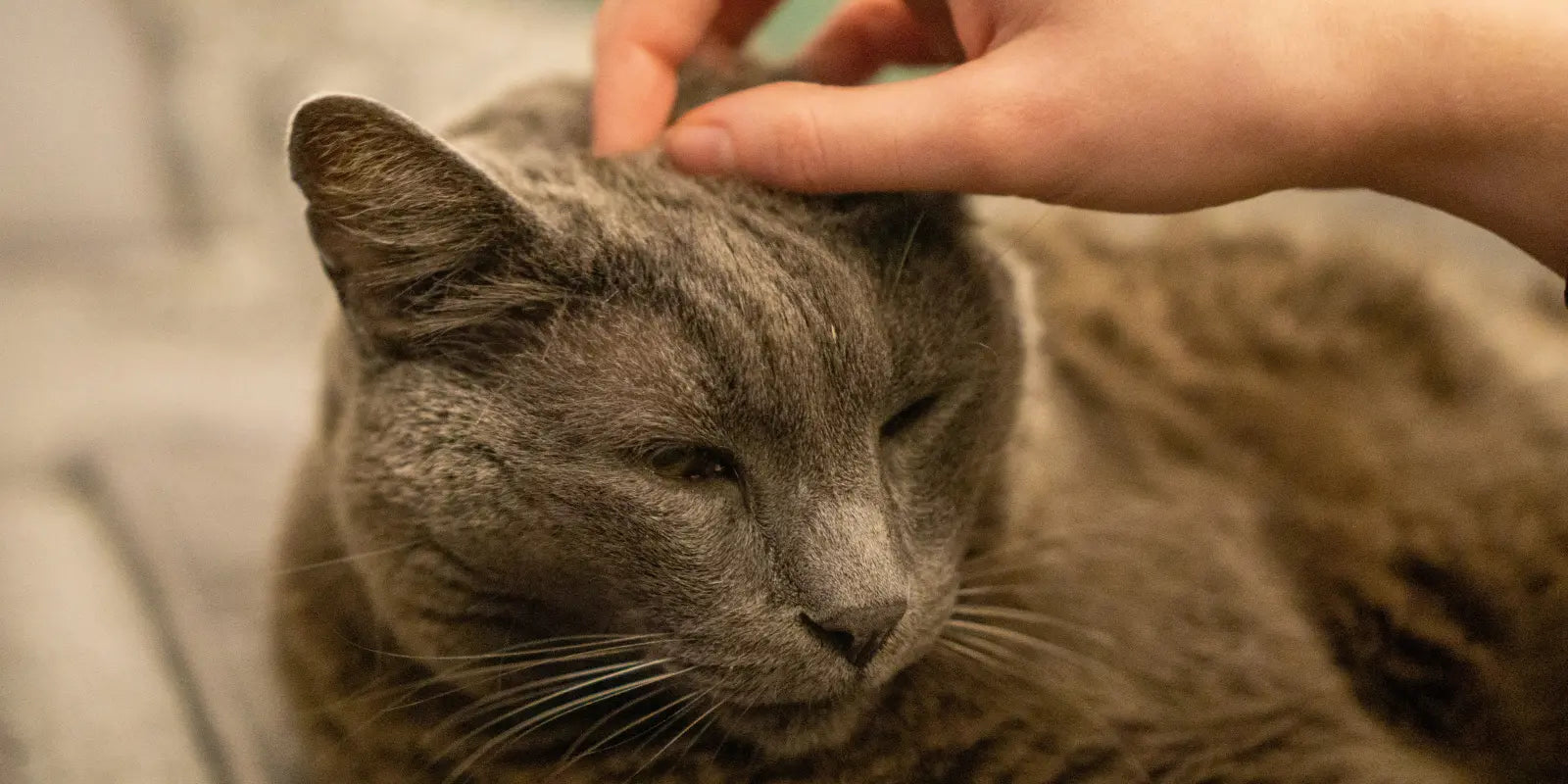 lit pour chat, coussin orthopédique pour chat sénior coussin en laine MariGold