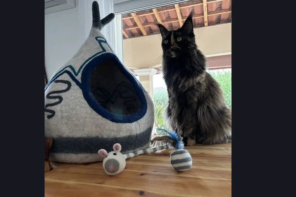 Maison pour chat : comment choisir la taille idéale selon sa race et habitudes - MariGold