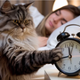 Mon Chat Me Réveille À 4h du Matin : 5 Raisons Médicales Urgentes (La #3 Va Vous Choquer) MariGold