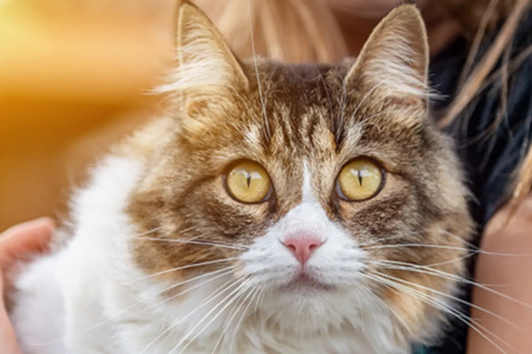 Pourquoi votre chat vous fixe ?