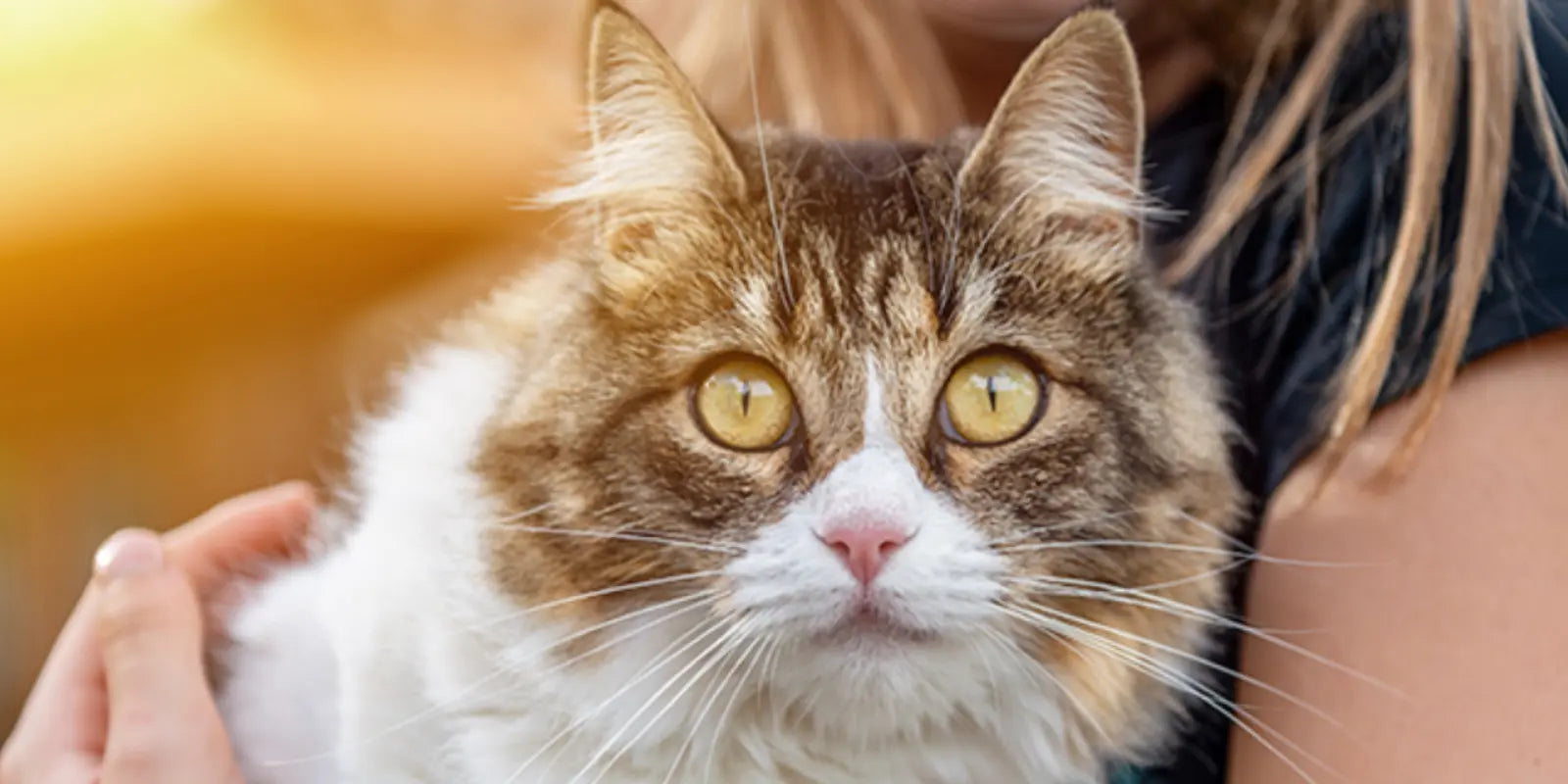 Pourquoi votre chat vous fixe ?