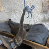 jouet pour chat molu MariGold