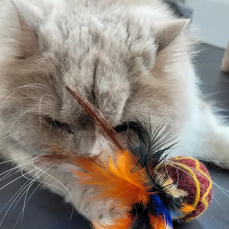 Balle en feutre de laine pour chat, ornée de plumes – jeu naturel et attractif