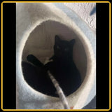 Grotte et maison pour chat wave en feutre de laine – abri et panier douillet7